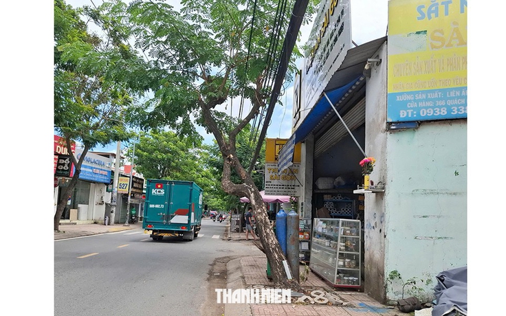Nguy cơ cây xanh bật gốc, ngã đổ trong mùa mưa