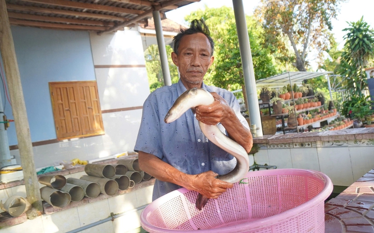 Thu tiền tỉ từ mô hình nuôi cá chình trên đầm Trà Ổ