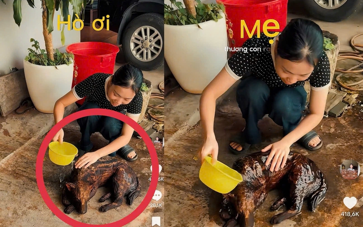 14 triệu lượt xem clip cô gái 'tắm' chó: Chuyện hiểu lầm hy hữu xảy ra