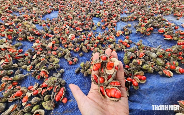 Hạt dổi từng có giá hơn 2 triệu đồng/kg, giờ cây bị chặt bán củi: Vì sao?