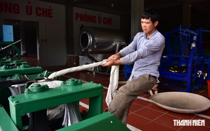 Quả trà Hoàng Su Phì tìm biểu tượng mới cho trà Việt