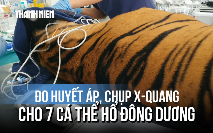 Đo huyết áp, chụp X-quang cho 7 cá thể hổ Đông Dương tại Vườn quốc gia Phong Nha - Kẻ Bàng