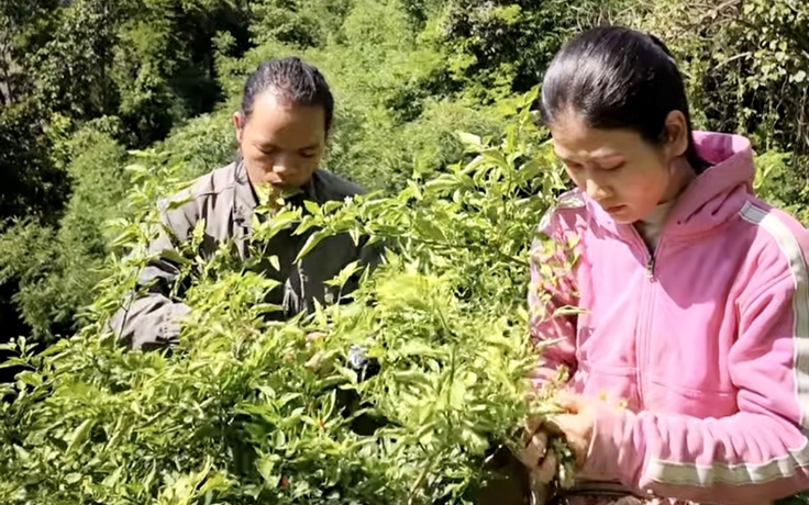 Làm clip triệu view bán nông sản núi rừng