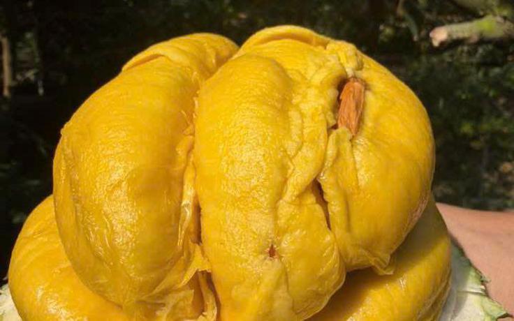 Sầu riêng rộng cửa khi có thêm 18 phòng thử nghiệm được Trung Quốc công nhận
