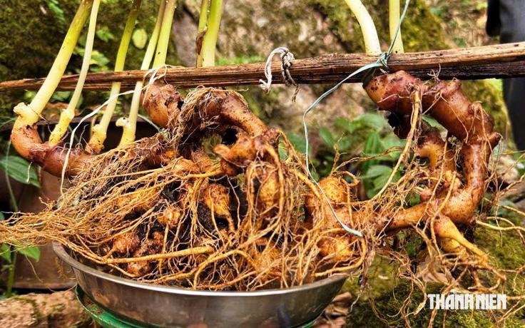 Cây sâm Ngọc Linh hơn 35 năm tuổi bán 725 triệu đồng có gì đặc biệt?