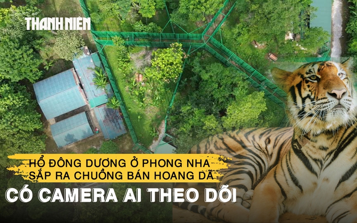 Hổ Đông Dương ở Phong Nha sắp ra chuồng bán hoang dã có camera AI theo dõi