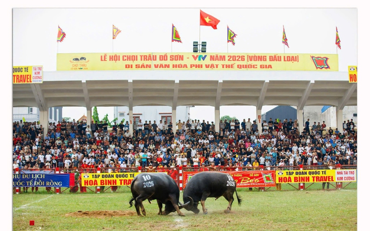 Chung kết chọi trâu Đồ Sơn 2026 - Chảo lửa Đồ Sơn đang nóng dần