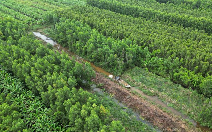 Cà Mau muốn giữ giá trị gỗ keo bằng phát triển công nghiệp chế biến