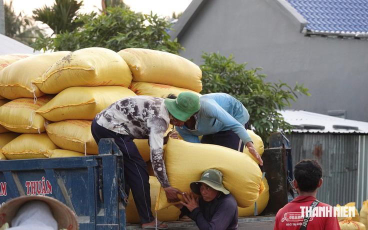 Việt Nam chi gần 1 tỉ USD nhập khẩu lúa gạo, nhiều hay ít?