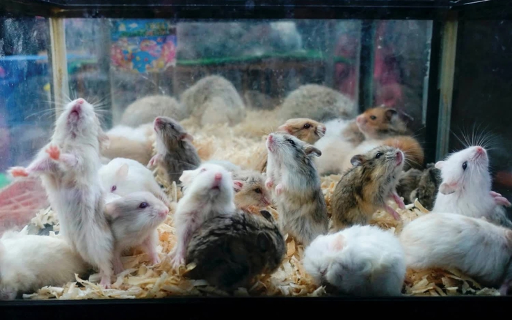 Nhật bắt giữ người hai lần giết hàng chục con chuột hamster