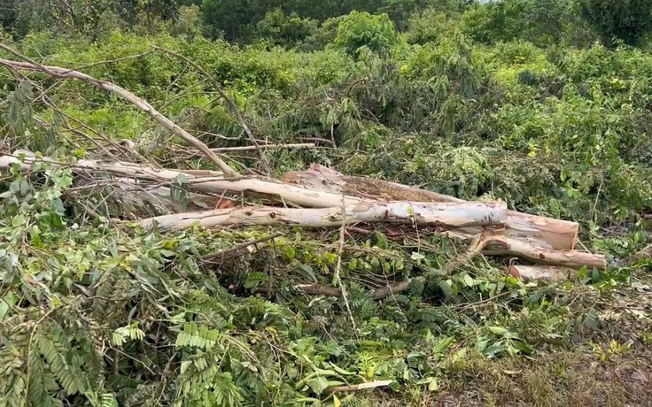 Cưa cây dọn vườn, người đàn ông ở Đồng Nai bị cây đè tử vong