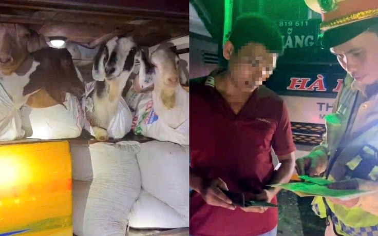 Phạt tài xế xe khách giường nằm chở dê trong khoang hành lý