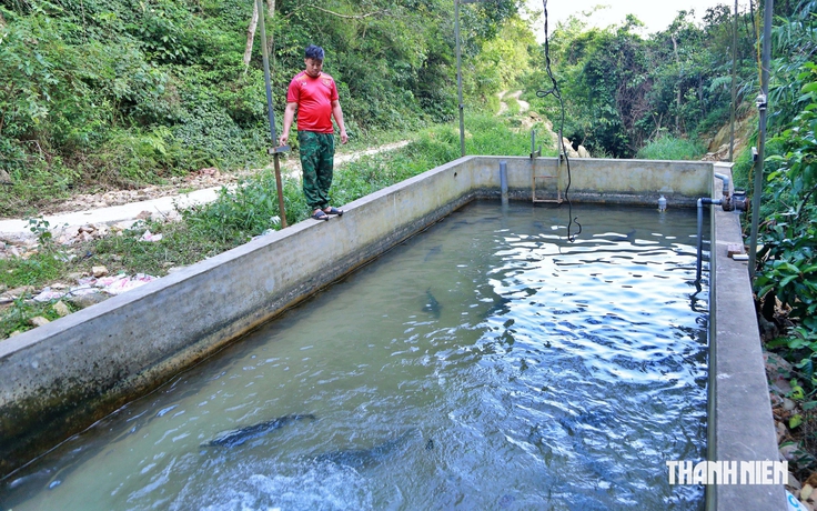 Nuôi cá trên núi, lãi hàng trăm triệu mỗi năm