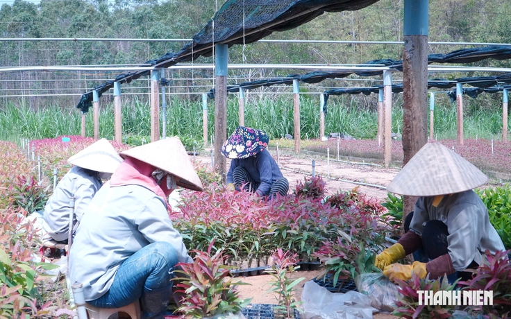 Bỏ nghề cơ khí, làm vườn ươm cây giống thu gần 20 tỉ đồng mỗi năm