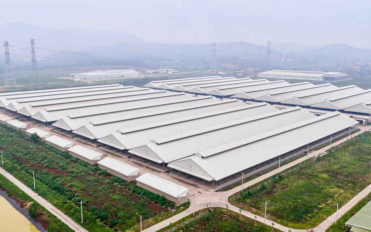 Thị trường thịt bò đa dạng: Người tiêu dùng tìm đâu ra thịt bò chuẩn?