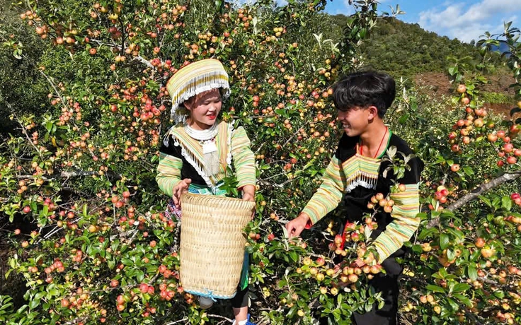 Mùa quả chín trên đỉnh trời Tây Bắc