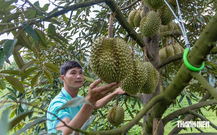 Giá sầu riêng bất ngờ tăng mạnh