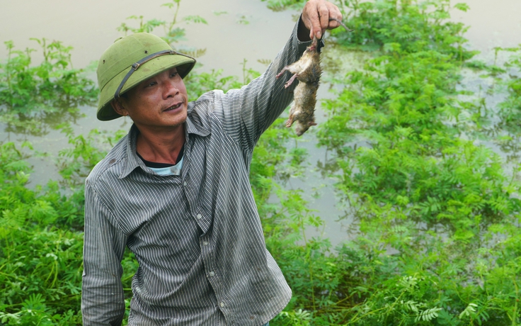 Nước lũ trắng đồng, người dân rủ nhau ra bờ đê bắt chuột