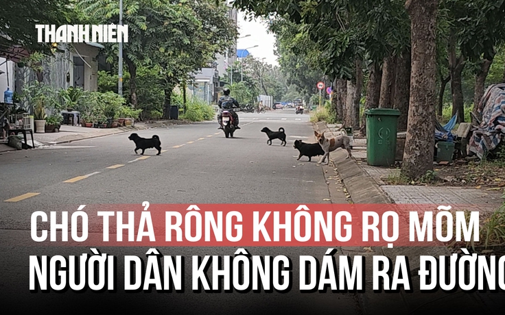 Chó thả rông bủa vây khu dân cư Cát Lái, người dân ngại ra đường tập thể dục