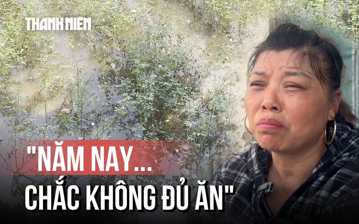 Làng hoa Tây Tựu úng rũ, nông dân thở dài trước nguy cơ mất trắng