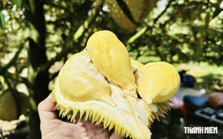 Xuất khẩu sầu riêng tăng mạnh