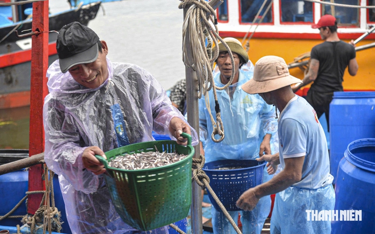 Trúng đậm cá cơm trái vụ, ngư dân Quảng Ngãi bỏ túi chục triệu đồng mỗi đêm