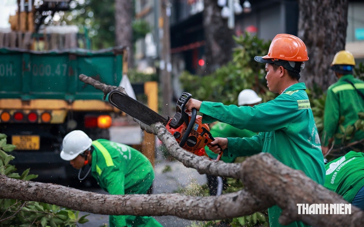 Hơn 8.000 cây cổ thụ ở TP.HCM được 'khám sức khỏe' trong mùa mưa thế nào?