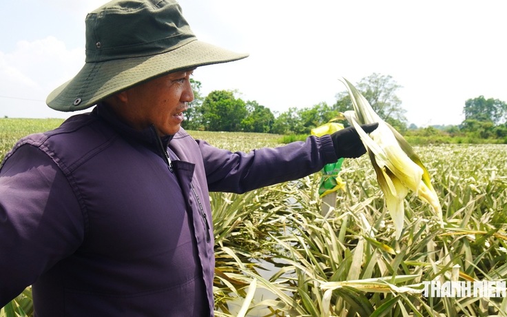 Xót ruột nhìn 300 ha dứa chết thối vì nước lũ
