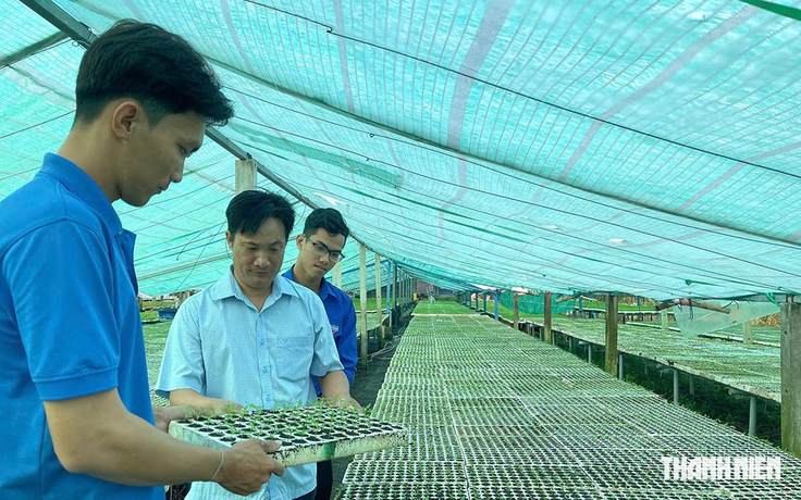 Thu nhập 300 triệu đồng/năm từ vườn ươm ớt chỉ thiên và ớt sừng vàng châu Phi