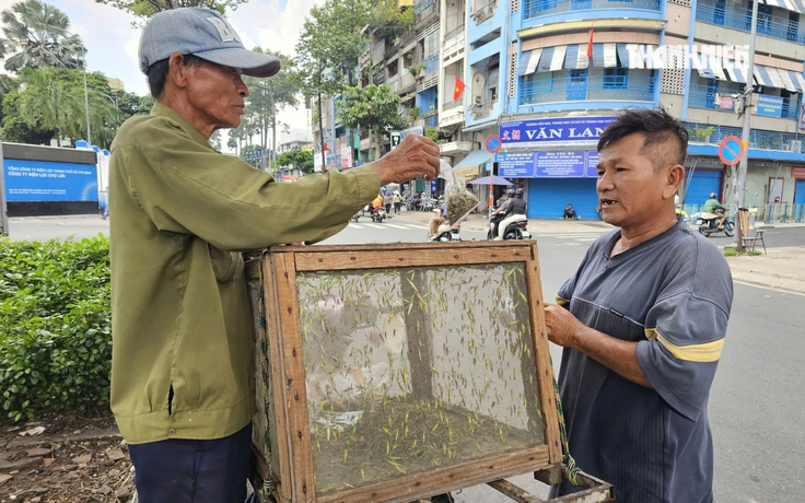 Hơn 40 năm vác vợt bắt cào cào, người đàn ông ở TP.HCM nuôi 3 con ăn học
