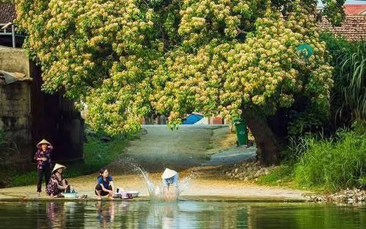 Chuyện cây bún đẹp như tranh bên dòng sông quê hương Đại tướng Võ Nguyên Giáp
