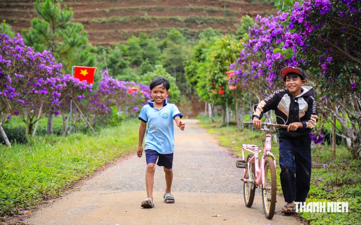 Đồi chè Đông Trường Sơn thu hút du khách với hàng ngàn cây hoa mua Úc