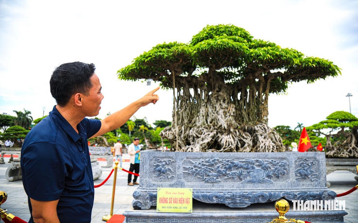 Chiêm ngưỡng cây sanh hơn 100 năm ở Quảng Ngãi được định giá khoảng 2 triệu USD