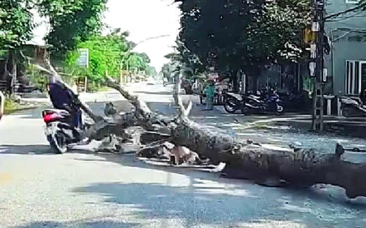 Thanh Hóa: Điều tra vụ chặt cây làm người đi xe máy tử vong