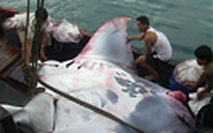 Bắt được cá nạng nặng hơn 2 tấn