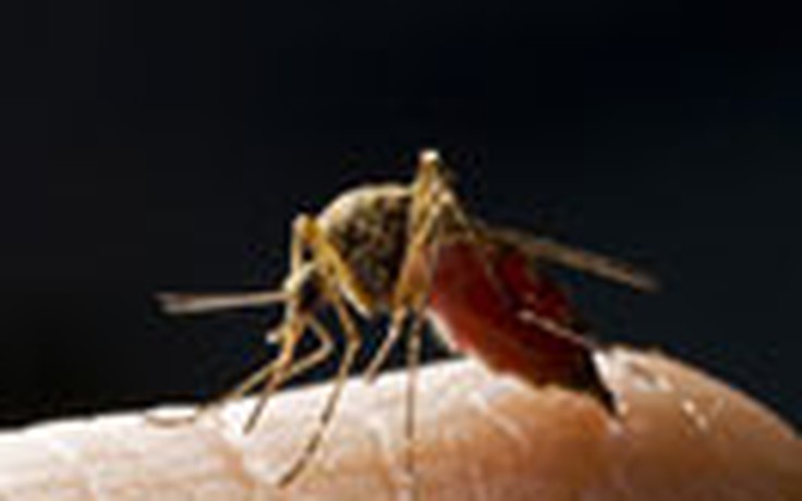 Đột phá trong đối phó bệnh sốt rét