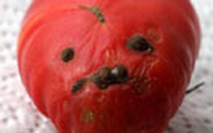 Cà chua có khuôn mặt của... Hitler