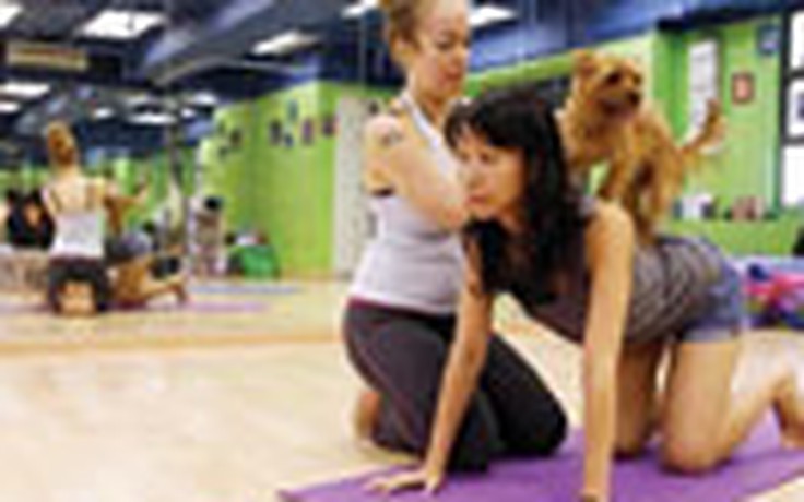 Lớp yoga cho... chó