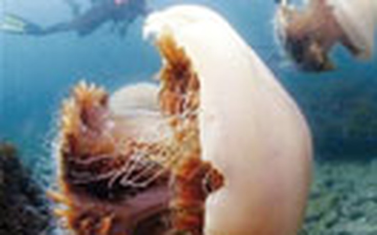 Thực hư mối đe dọa của sứa