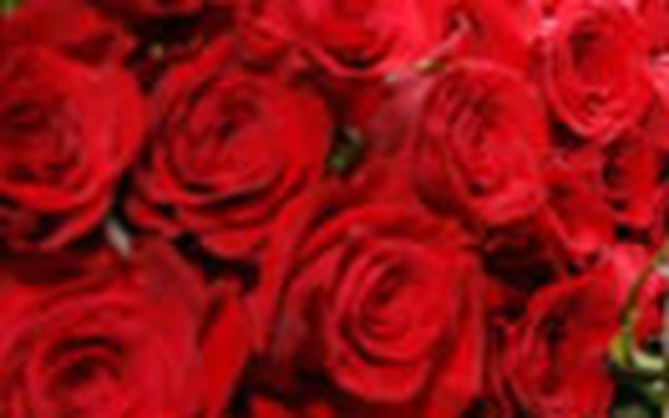 1 triệu bông hồng tặng vợ ngày 8-3