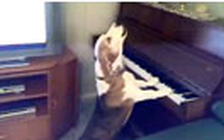 Chó biết chơi đàn piano và... "hát"