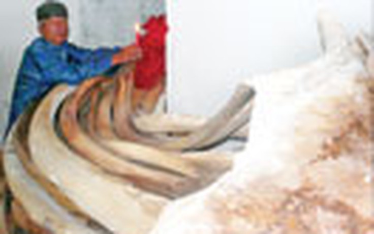 Phục dựng bộ xương cá voi lớn nhất VN