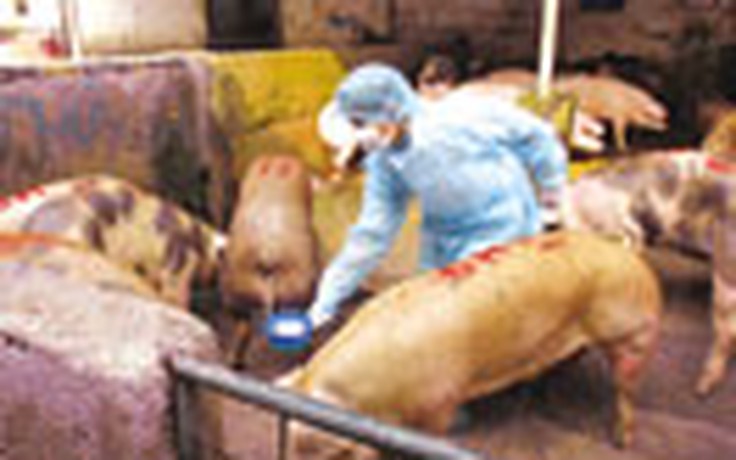 Đề nghị xử lý, giám sát 11 hộ chăn nuôi sử dụng chất cấm
