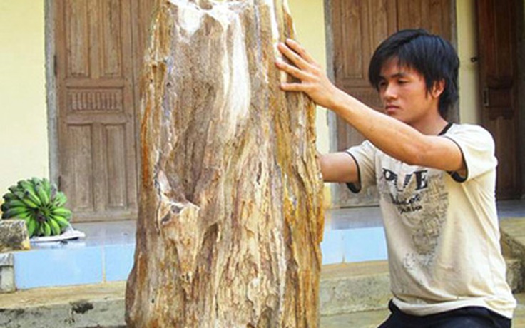 Nhặt được cây gỗ hóa thạch