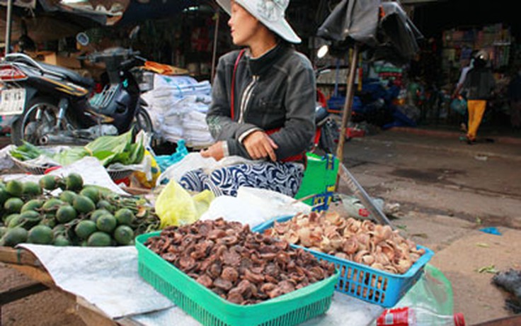 Lá, hạt cây trị bệnh cho trẻ