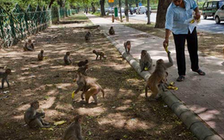 New Delhi khổ vì khỉ