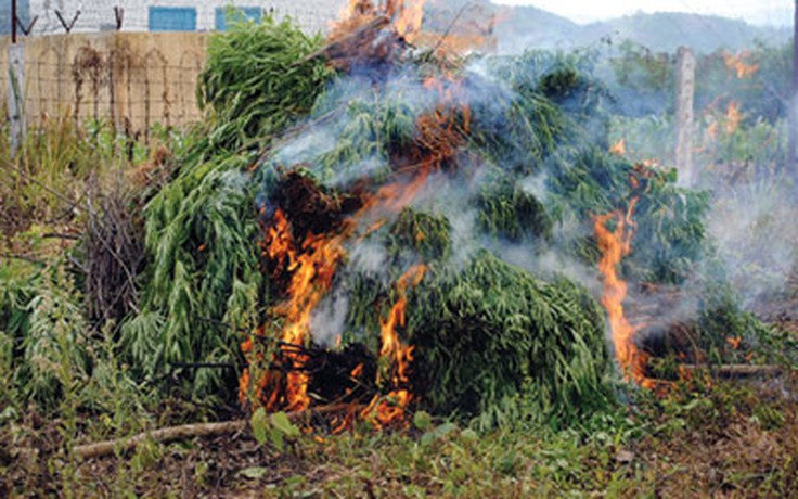 Tiêu hủy 0,5 ha cây cần sa