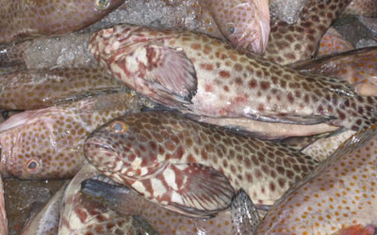 Ngăn chặn nạn khai thác cá mú bằng thuốc độc