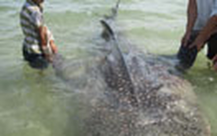 Bắt được cá voi nhám ở Thừa Thiên - Huế