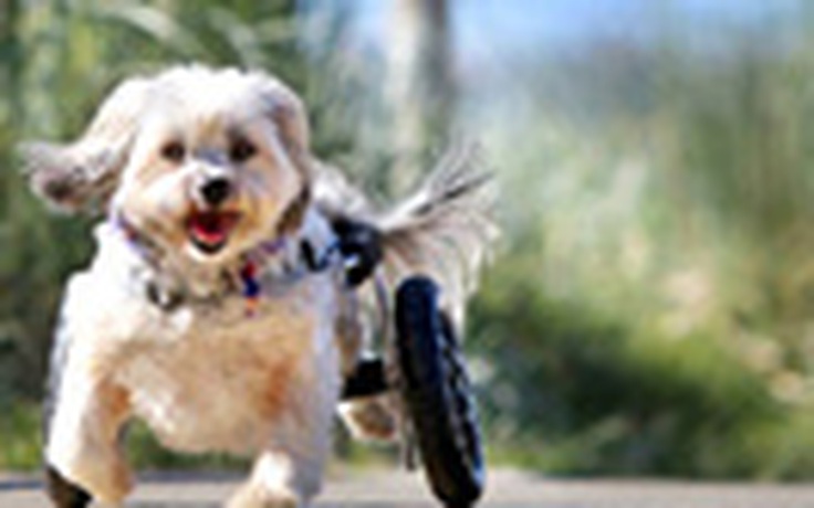 Chó được gắn xe lăn
